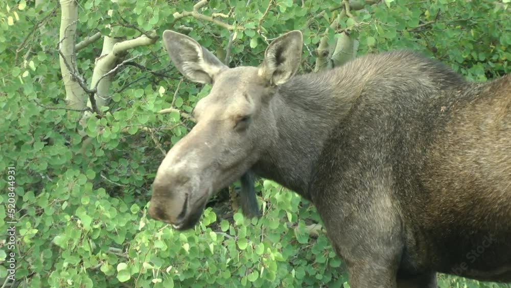 Female Moose feeding, Medium shot
North America nature and Moose wildlife, Canada, 2022
Female Moose feeding, Medium shot
North America nature and Moose wildlife, Canada, 2022