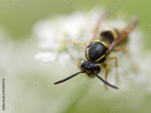 Macro photo of a wasp standing on a white lacy flower © Eleseus