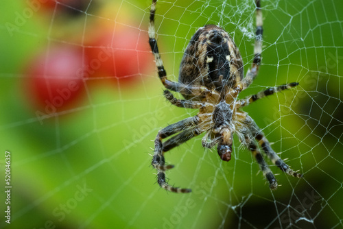 Foto Spider sat in a web