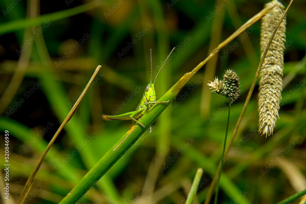 Macro photo of grasshopper
