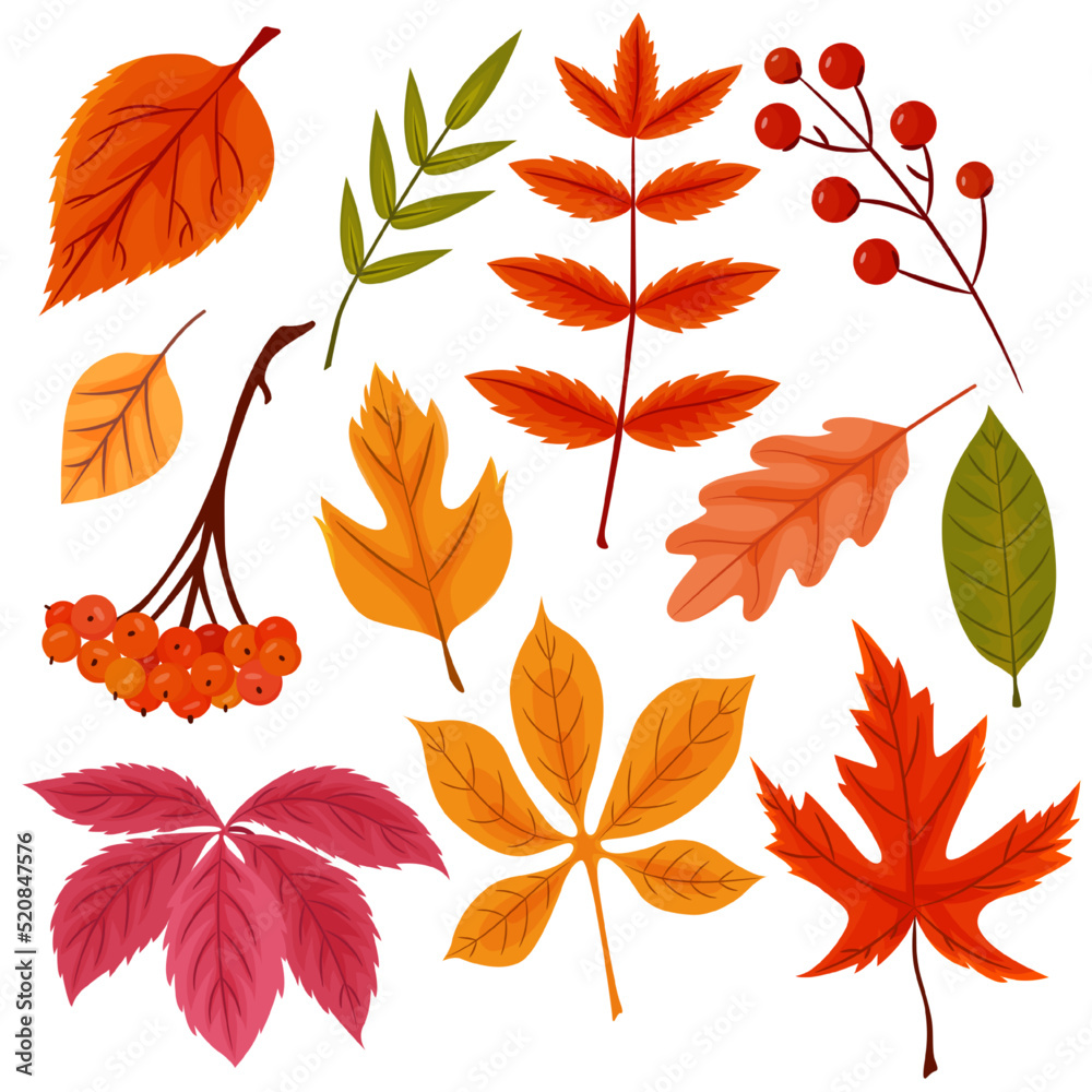 Collection of different autumn leaves. Vector cartoon foliage for fall design isolated on a white background.