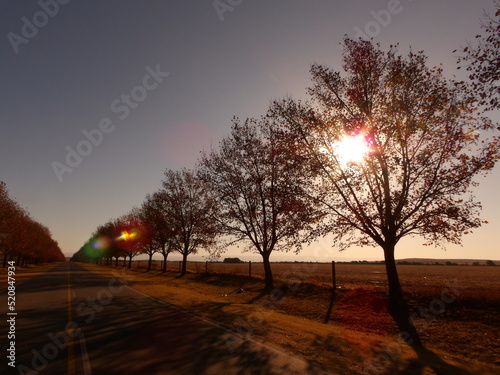 Arboles en el camino