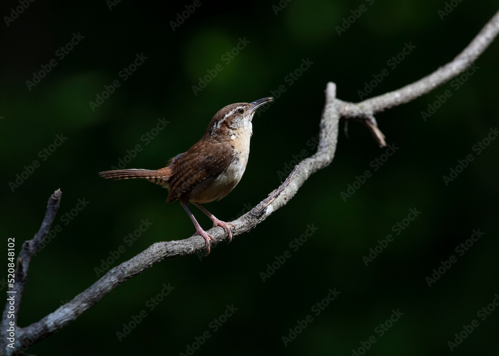 carolina wren on branch