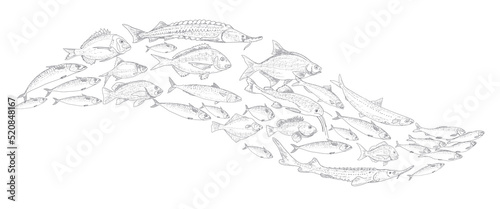 School of fish vector illustration. Fish sketch hand drawn collection. Sea and river fish in the engraved style