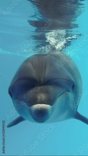 VERTICAL VIDEO: Dolphin Selfie - Curious dolphin swimming close to the camera, peers into lens and blows air bubbles. Extreme close-up photo