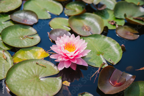 Beautiful pink water lilies in sunlight on a green background of nature, wild forest. A water lily blooming in a pond is surrounded by leaves. The lotus flower. Decoration in the park.
