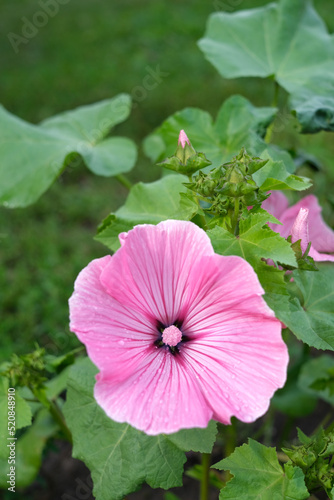 Beautiful pink flower on a background of green foliage