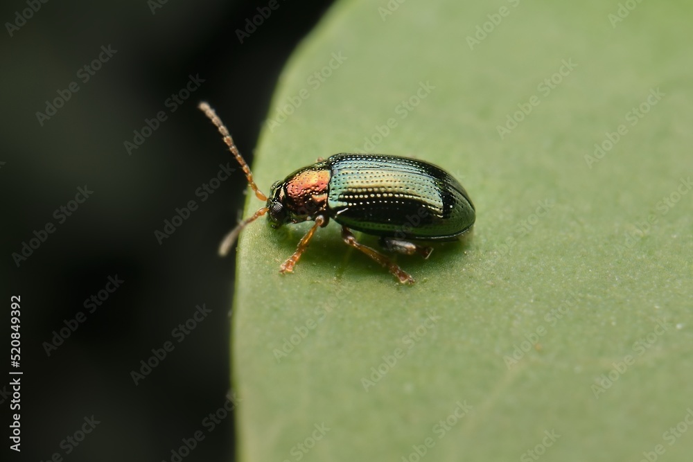 little beetle Crepidodera aurata on a leaf little beetle Crepidodera aurata on a leaf