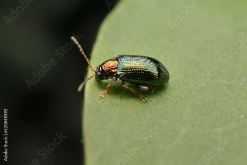 little beetle Crepidodera aurata on a leaf © Tomas