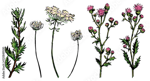 Wild plants collection. Retro ink sketches of weeds, thistle. Hand drawn vector illustration set. Botanical cliparts isolated on white background.