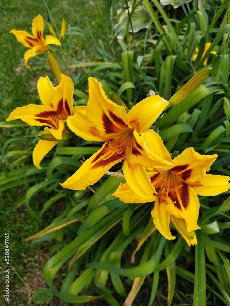 Yellow lily flower. Yellow lily flower.