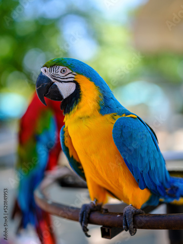 portrait of cute and colorful macaws