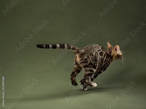 Portrait of a playful running bengal kitten on green background, studio shot