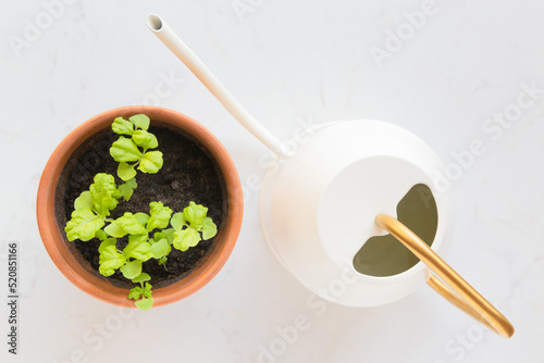 Fresh young basil (ocimum basilicum) sprouts in a terracotta pot and a watering can against a white background.