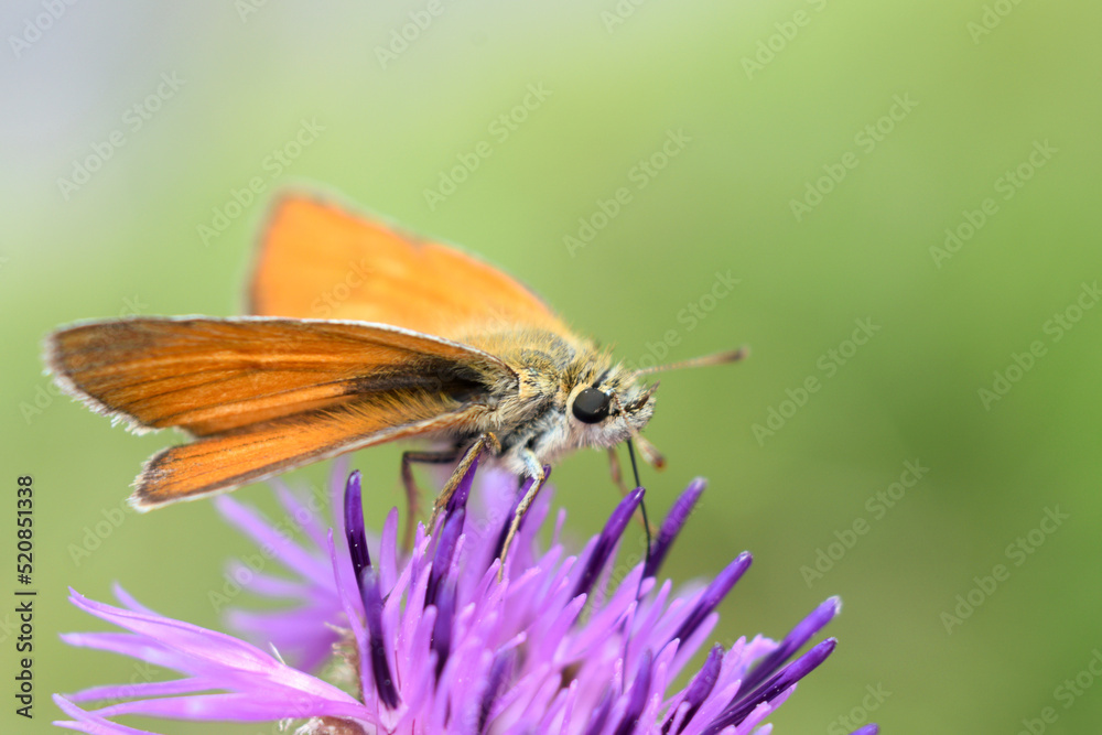 Motyl siedzący na fioletowym kolczastym kwiecie. Pomarańczowy owad z dziwnymi skrzydłami zbiera pyłki z kwiatów.