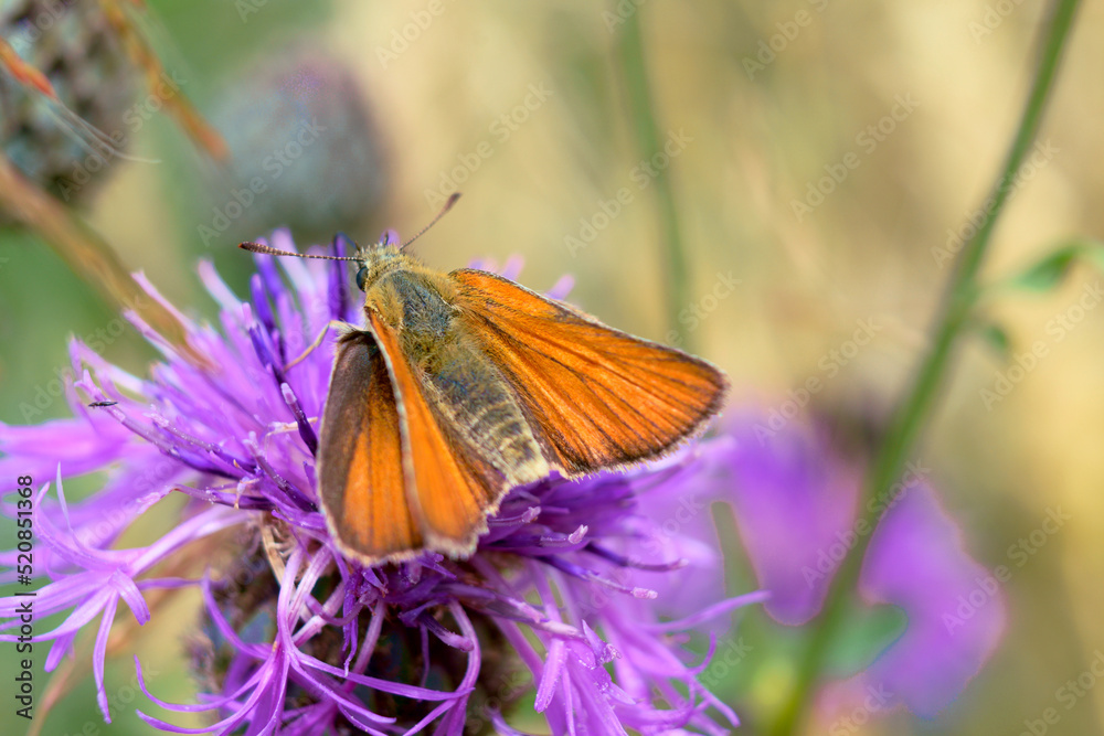 Motyl siedzący na fioletowym kolczastym kwiecie. Pomarańczowy owad z dziwnymi skrzydłami zbiera ypykji z kwiatów. Motyl siedzący na fioletowym kolczastym kwiecie. Pomarańczowy owad z dziwnymi skrzydłami zbiera ypykji z kwiatów.