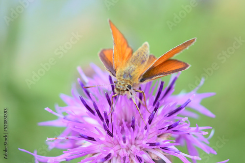 Motyl siedzący na fioletowym kolczastym kwiecie. Pomarańczowy owad z dziwnymi skrzydłami zbiera ypykji z kwiatów. © Klara