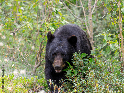 brown bear in the forest