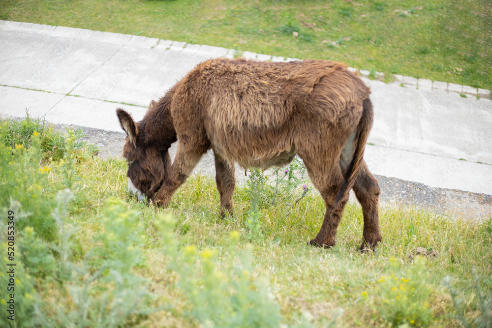 Fototapeta premium donkey or Equus asinus grazing in a city garden