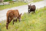 pair of donkeys or Equus asinus grazing in a garden in a rural area