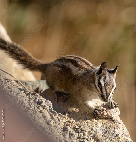 chipmunk on rock 