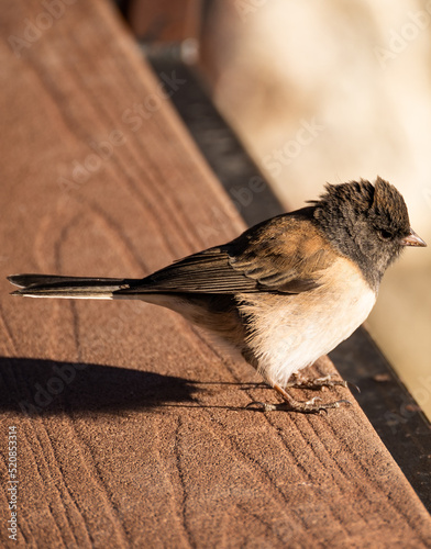 sparrow on a wooden fence