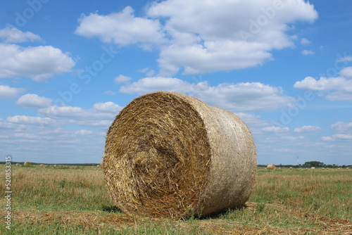 late summer hay straw in a bale stack in a meadow mowed field. Grain harvesting time. Growing bread grains