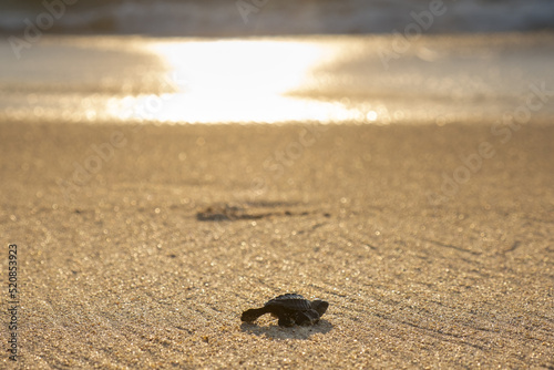 Baby Hawksbill turtle - outline of hawksbill turtle moving through the sand to the ocean © GUARDLIFE