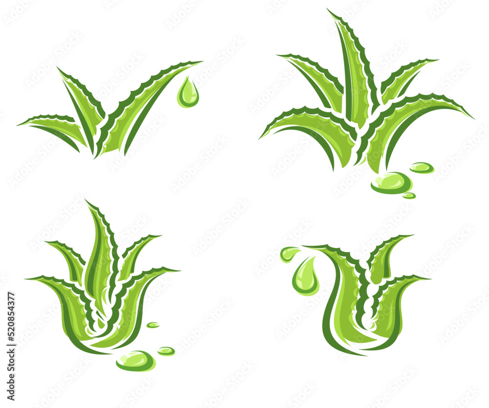 Fototapeta premium Aloe Vera set. Collection icon Aloe Vera. Vector