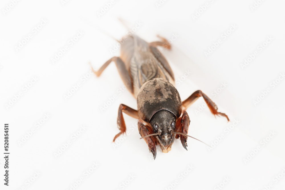 European mole cricket on white background. Natural European mole cricket on white background. Natural