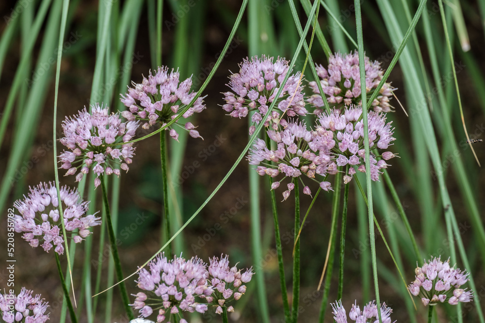 Verschieden farbige Blumen im Garten