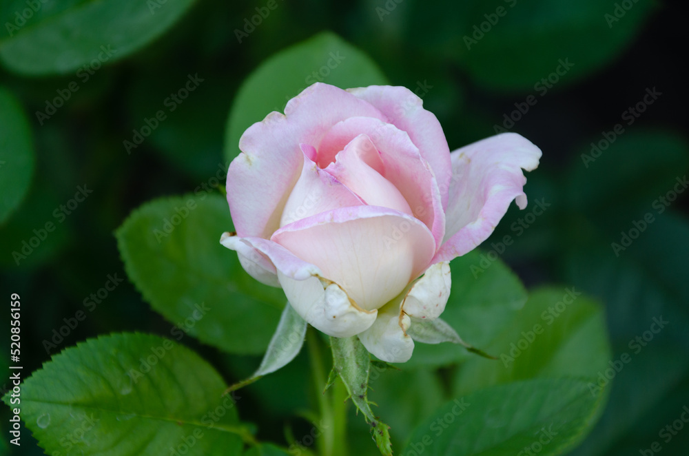 A small white-pink rose is blooming in the garden. Gardening. Breeding roses.