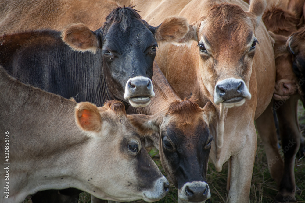 Cows posing for the camera with their eyes looking Cows posing for the camera with their eyes looking
