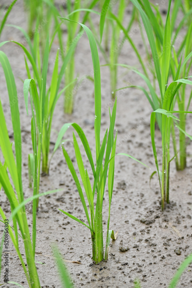 closeup the bunch green ripe paddy plant soil heap in row and growing in the farm soft focus natural green brown background. closeup the bunch green ripe paddy plant soil heap in row and growing in the farm soft focus natural green brown background.