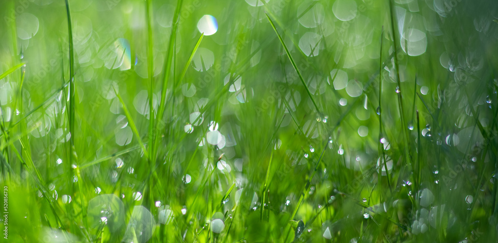 green grass on meadow with drops of water dew sparkle in morning light, spring summer outdoors close-up, copy space, . freshness of nature. blurry background