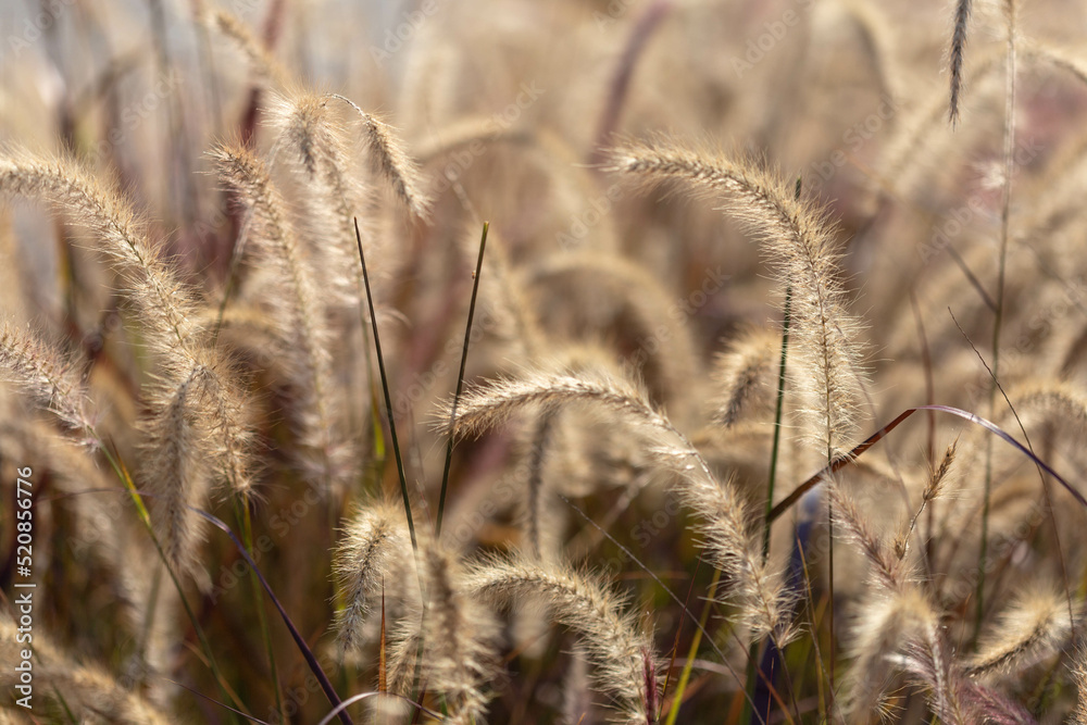 Fototapeta premium Blurred background with ears of Pennisetum setaceum. Stems of dry grass at sunset.