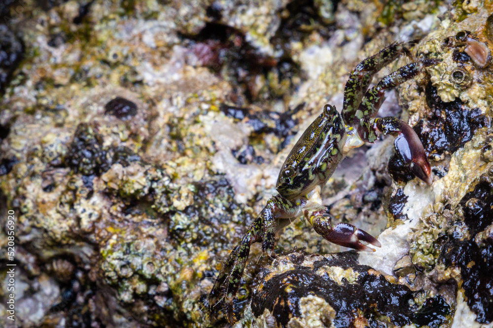 Crab on a beach in the north of Spain, in Asturias, hidden in the rocks of the beach