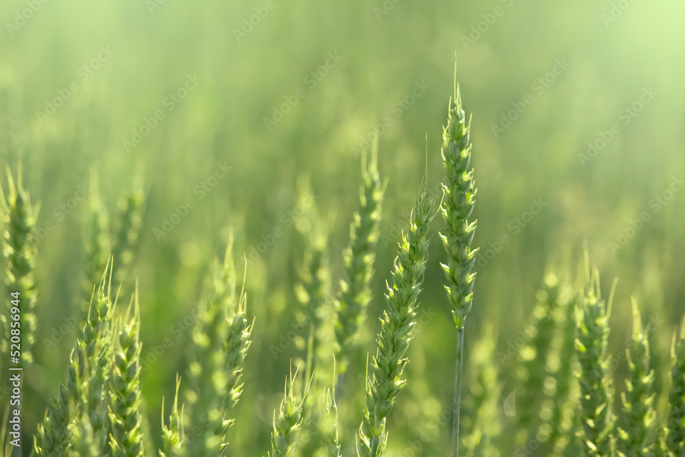 Green field. ripe spikelets of wheat on a sunny day. great harvest .Ears of golden wheat close up.background Green field. ripe spikelets of wheat on a sunny day. great harvest .Ears of golden wheat close up.background