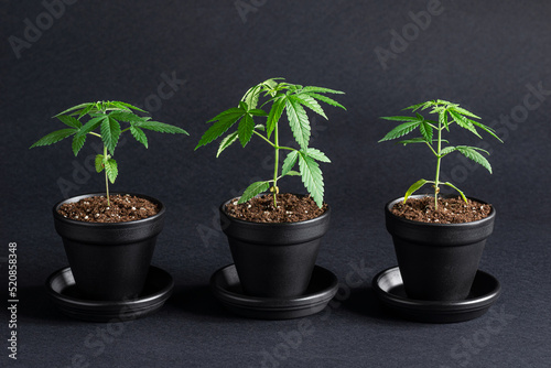 Three Small Medical Marijuana Cannabis Plants in the Vegetative Stage Growing in Pots on Black Background