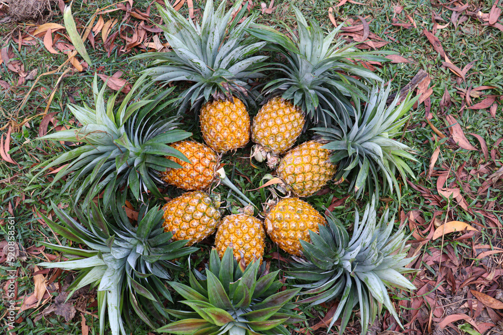ripe pineapple stock on farm ripe pineapple stock on farm