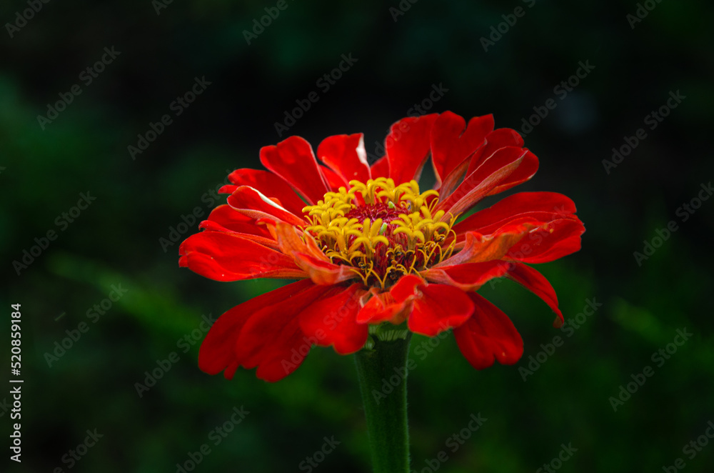 Zinnia Elegans (Common Zinnia) in the garden on a summer day in the sun. Zinnia Elegans (Common Zinnia) in the garden on a summer day in the sun.