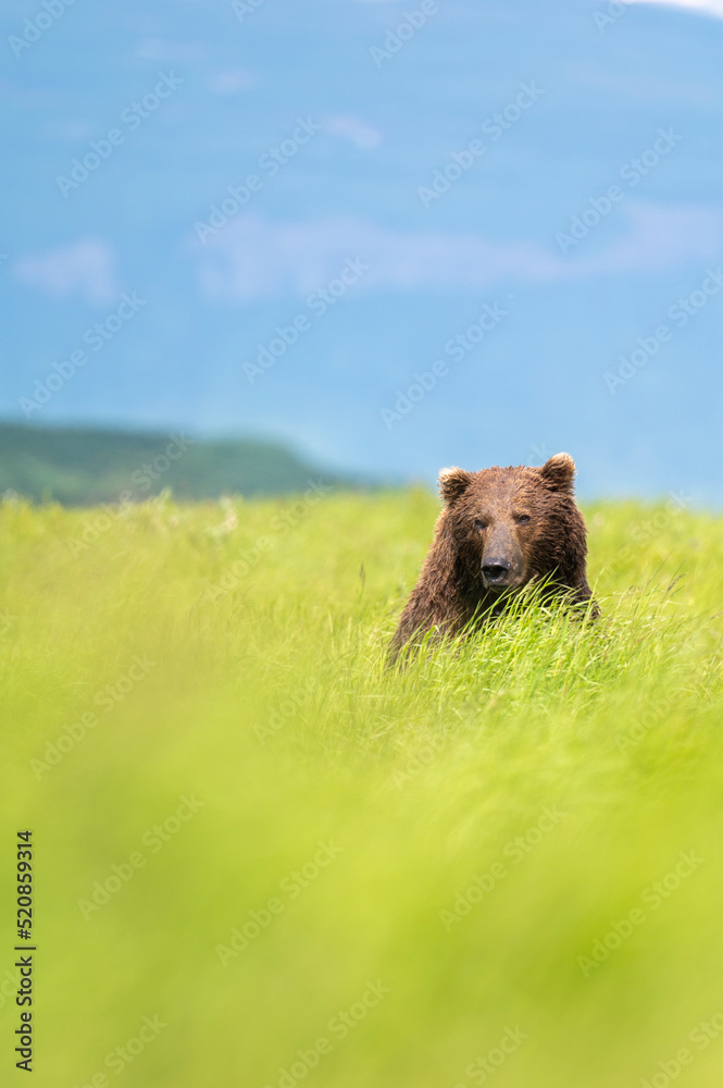 Alaskan brown bear at McNeil River Alaskan brown bear at McNeil River