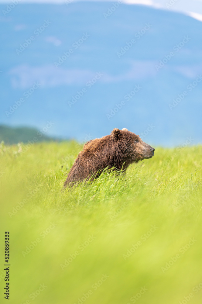 Fototapeta premium Alaskan brown bear at McNeil River