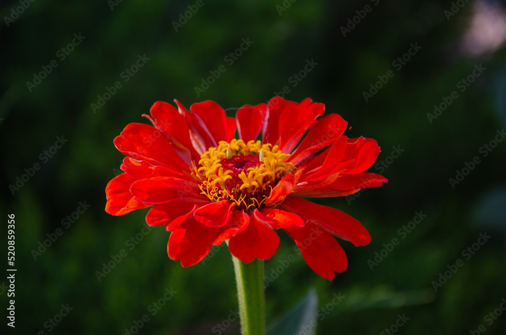 Zinnia Elegans (Common Zinnia) in the garden on a summer day in the sun. Zinnia Elegans (Common Zinnia) in the garden on a summer day in the sun.