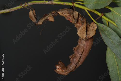 Le phasme scorpion (Extatosoma tiaratum) photo