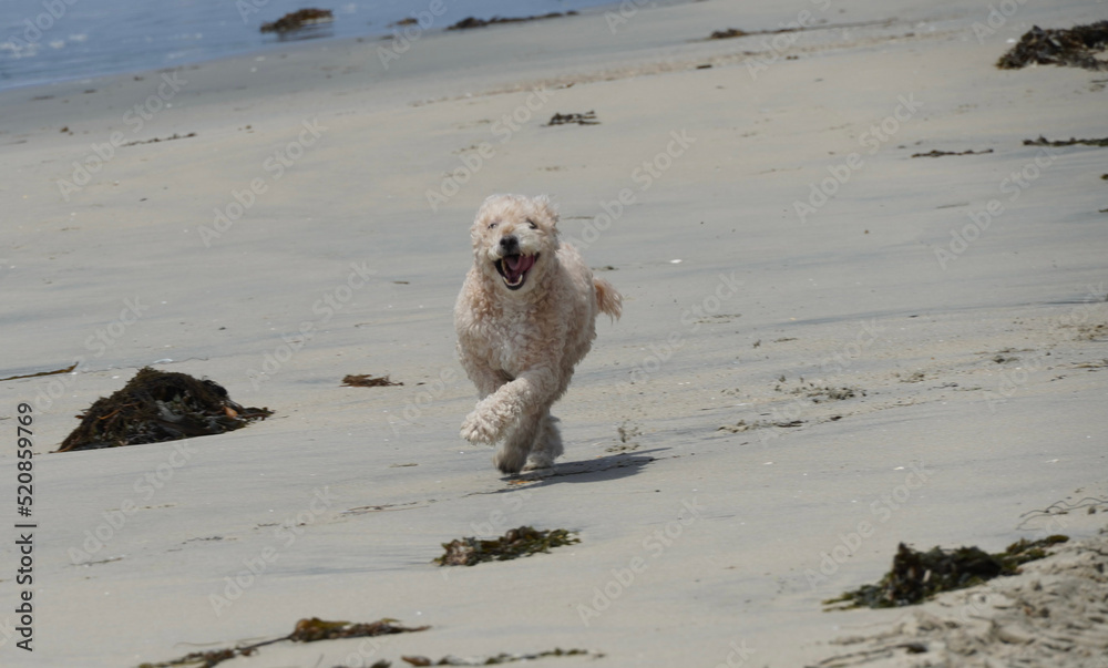 dog running on the beach dog running on the beach