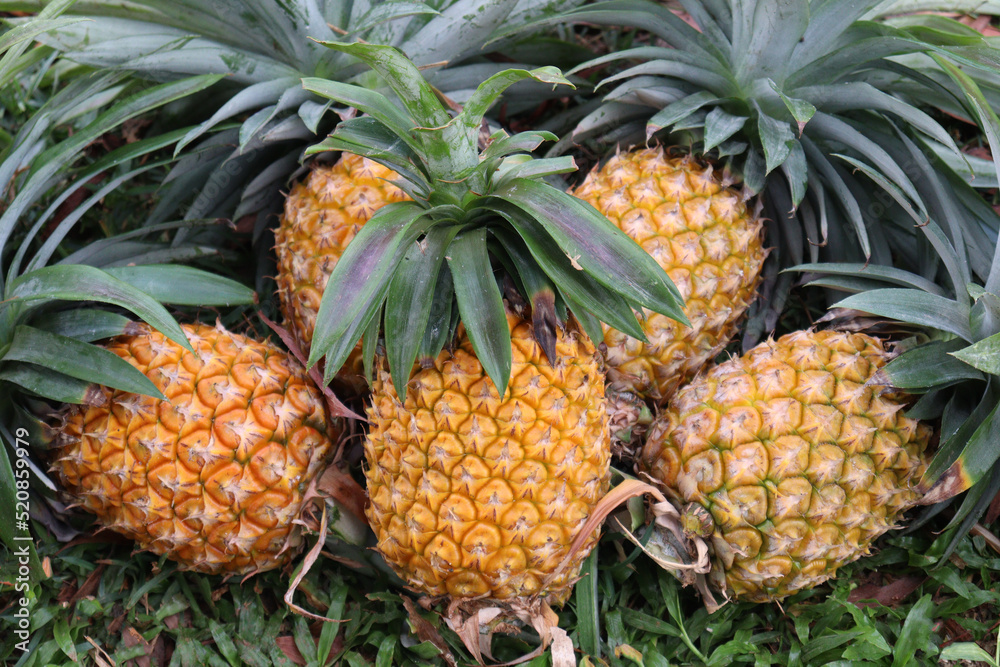 ripe pineapple stock on farm ripe pineapple stock on farm