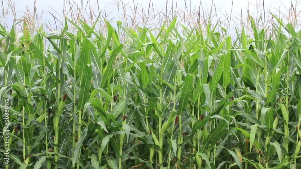 Corn grows on an agricultural field. Agriculture of Ukraine. Corn grows on an agricultural field. Agriculture of Ukraine.