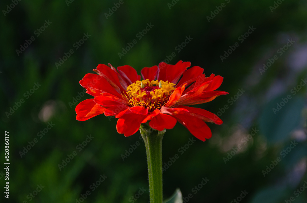 Zinnia Elegans (Common Zinnia) in the garden on a summer day in the sun. Zinnia Elegans (Common Zinnia) in the garden on a summer day in the sun.
