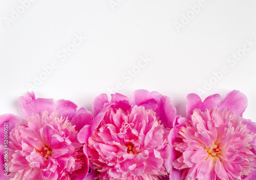 Pink flower heads of peonies.